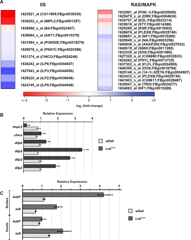 Regulation of signal transduction pathway gene expression in <i>Lnk</i> mutants.