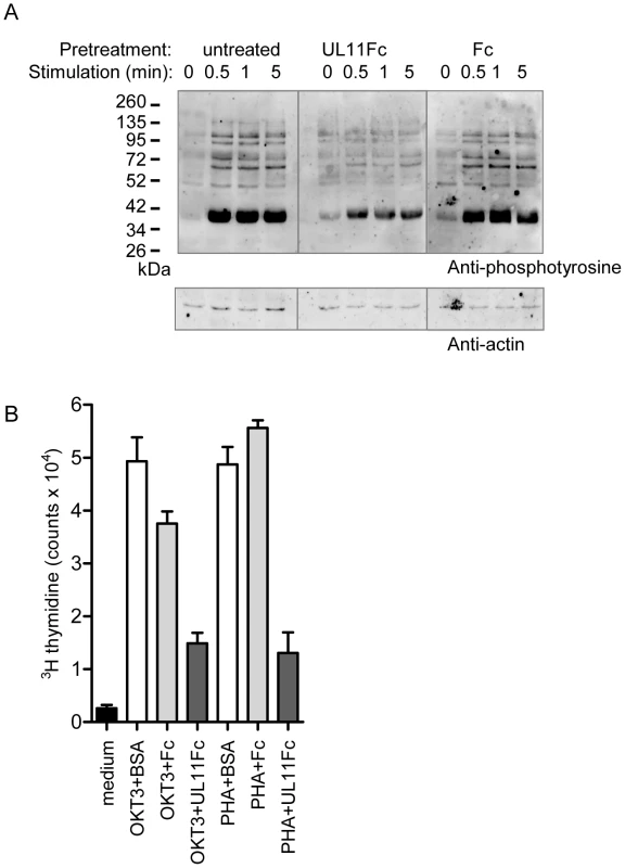 pUL11 treatment results in reduced T cell signaling and proliferation.