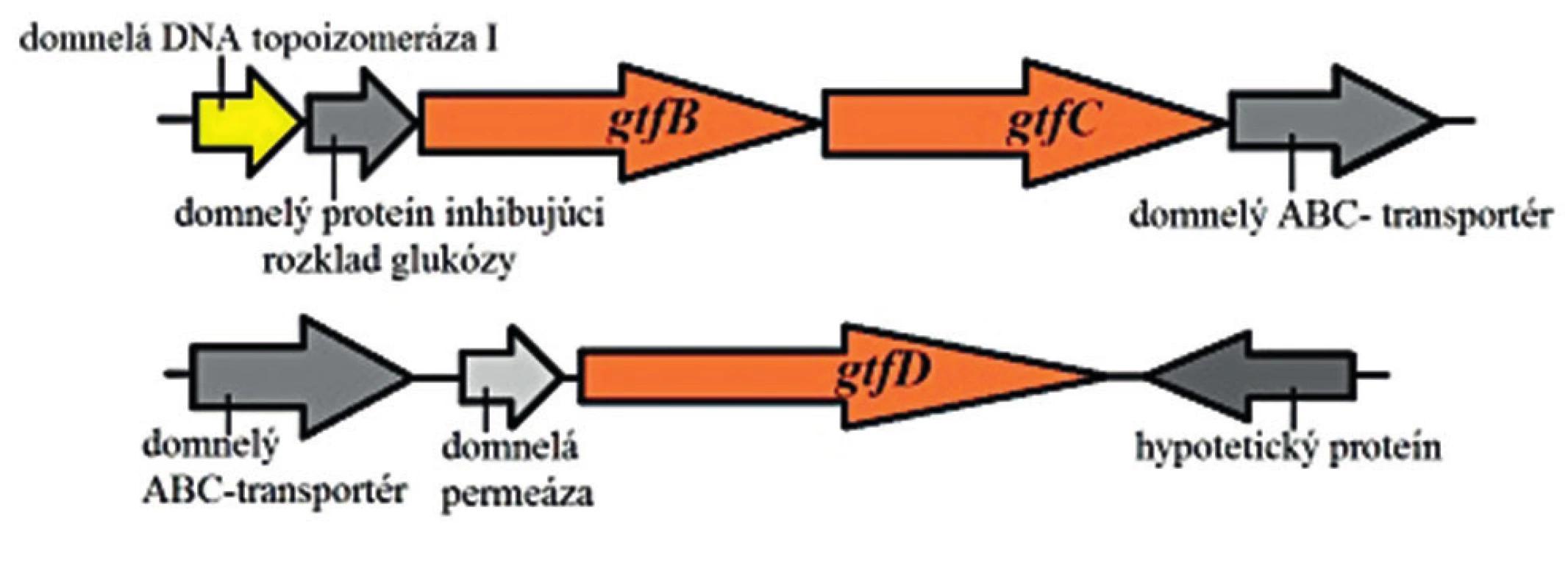 Mapa usporiadania génov gtf pri <em>S. mutans</em>
Upravené podľa Hoshino et al. 2012 [125]
Figure 2. Map of the architecture of gtf genes in <em>S. mutans</em>
Adapted from Hoshino et al., 2012 [125]