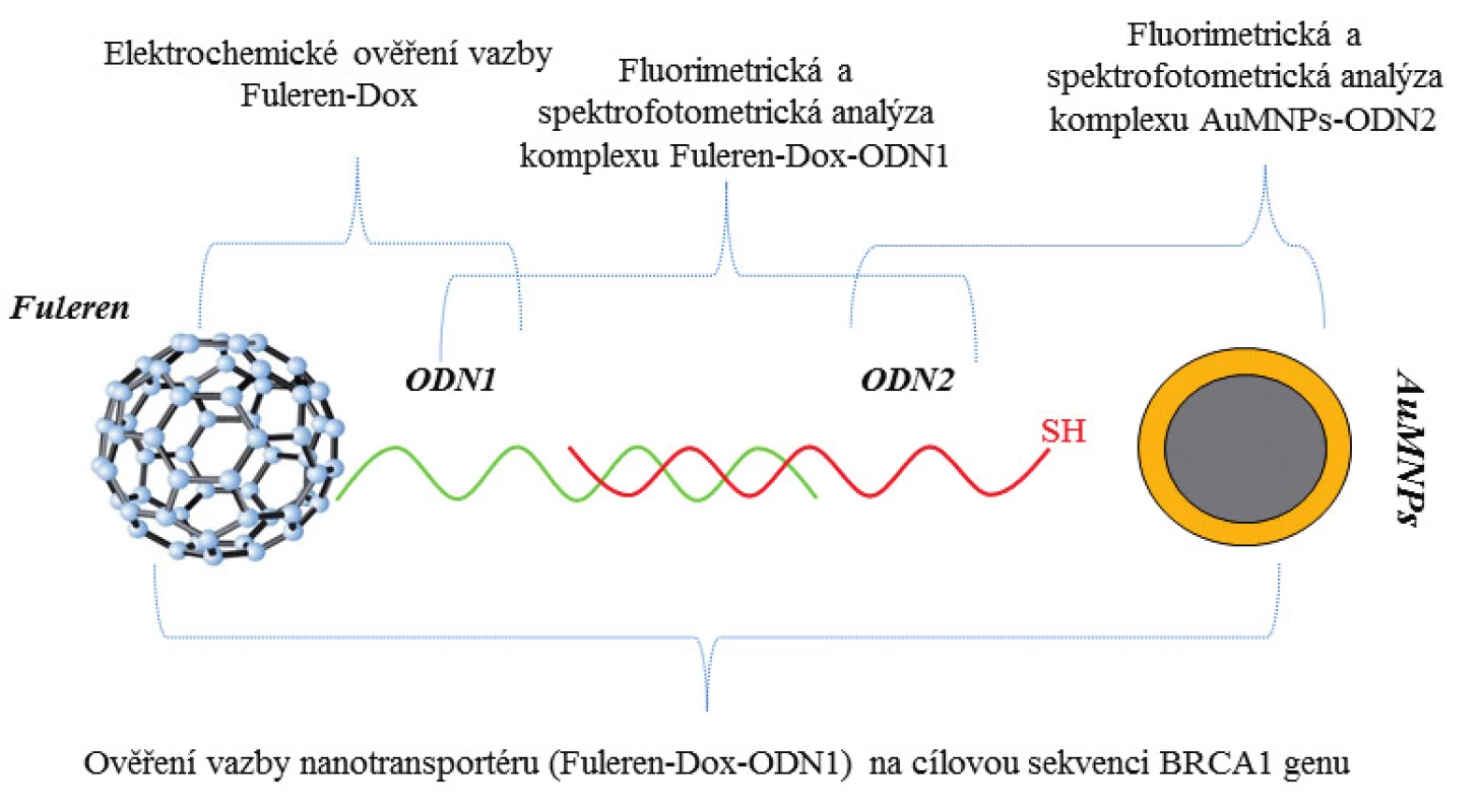 Schéma nanotransportéru testovaného pro jeho schopnost vazby k cílové mutaci genu <i>BRCA1</i> a znázornění jednotlivých analýz pro ověření jeho funkčnosti. Ověření vazby nanotransportéru na cílovou sekvenci BRCA1 genu. Pomocí magnetické zlaté nanočástice byl komplex purifikován od nenavázaných částí.