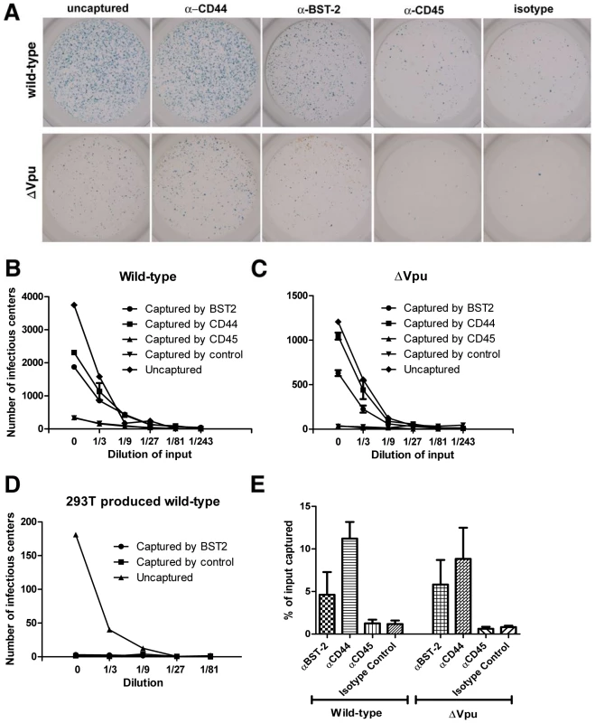 Capture of infectious HIV-1 virions using antibody to BST-2.
