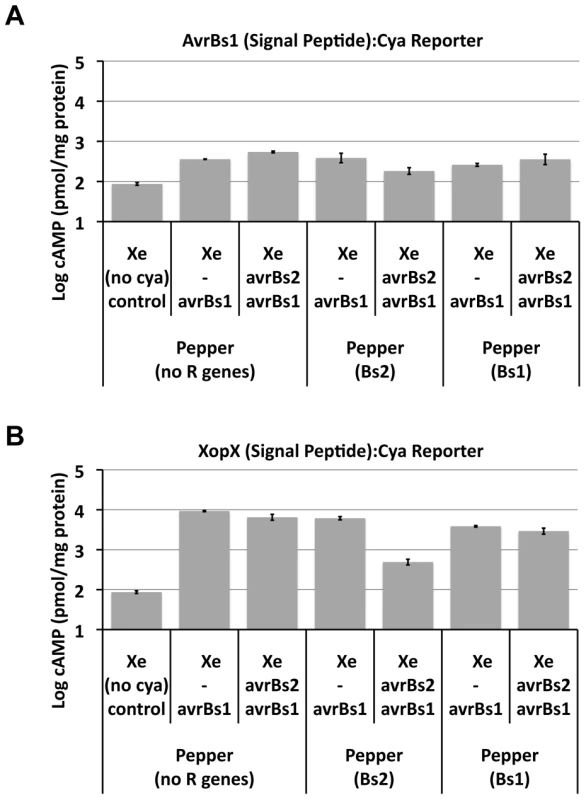 Bs2 activation by AvrBs2 blocks TTSS delivery of two independent effector reporters to host cells.