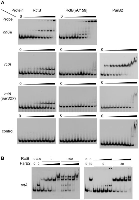 Binding of RctB and/or ParB2 to DNA fragments containing <i>rctA</i> and <i>parS2</i>.