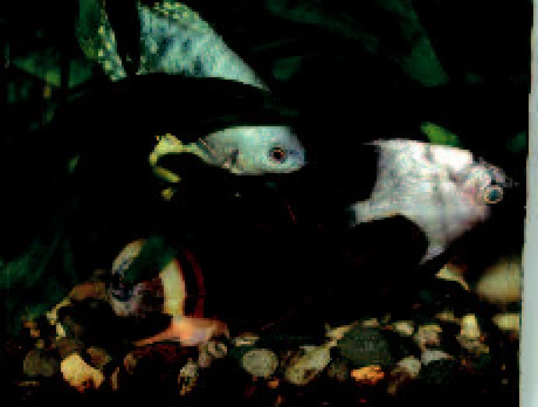 Uhynulá skalára (Pterophyllum scalare) se stala potravou jak pro ostatní chované ryby: čichavce modrého (Trichogaster trichopterus sumatranus) a sumečka přísavného (Ancystrus sp.), tak pro ampulárii australskou (Ampullaria australis). U všech těchto živočichů bylo následně prokázané M. marinum (foto I. Pavlík).

