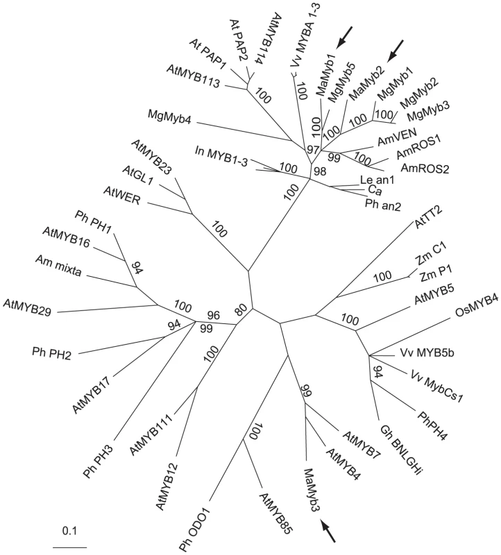 <i>MaMyb2</i> is homologous with other known anthocyanin-regulating R2R3-MYB genes.