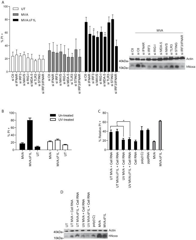 MVA-derived RNA is capable of inducing Noxa and apoptosis.