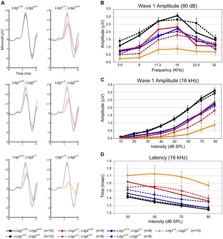 ABR amplitudes are reduced in both <i>Lrig1</i> and <i>Lrig2</i> mutant mice, and this effect is enhanced in double mutants.