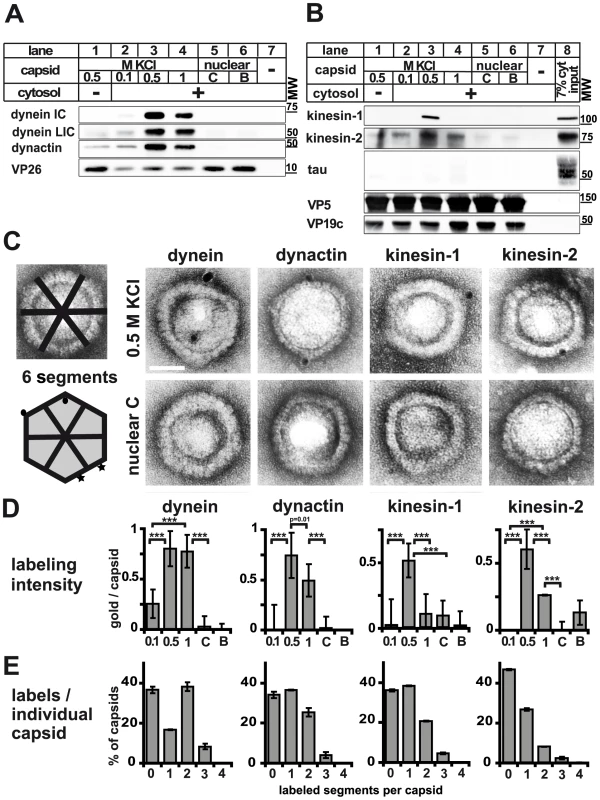 Plus- and minus-end directed MT motors bind to HSV1 capsids.