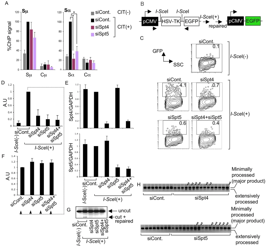 The DSIF complex is required for efficient NHEJ.