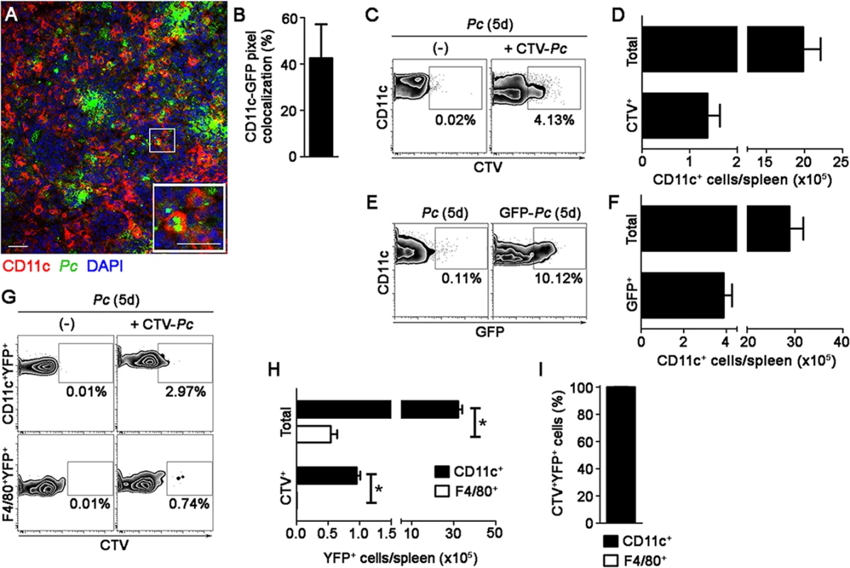 <i>Ex vivo</i> analysis of iRBC uptake by splenic DCs during pre-crisis.