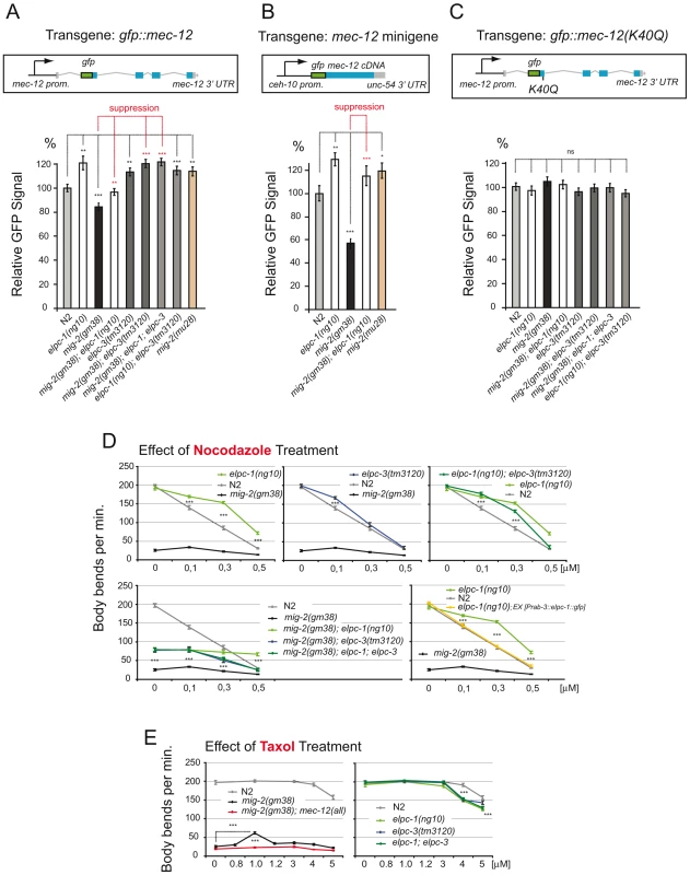 Regulation of MEC-12/α-tubulin levels depends on acetylation; response to nocodazole and taxol.