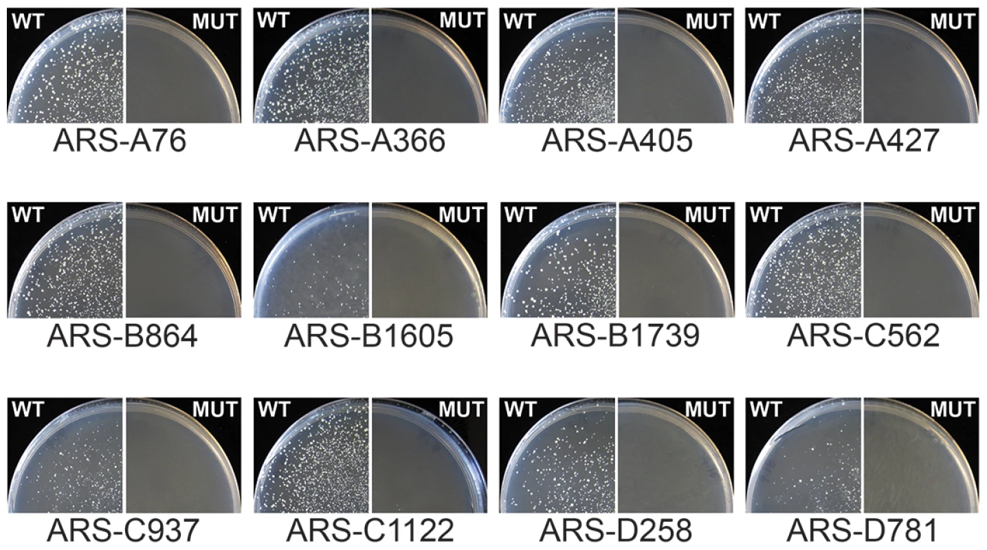 The GC-ACS is required for GC-ARS function.