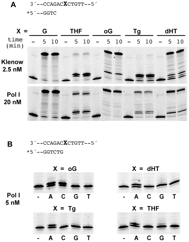 Translesion synthesis by Pol I.
