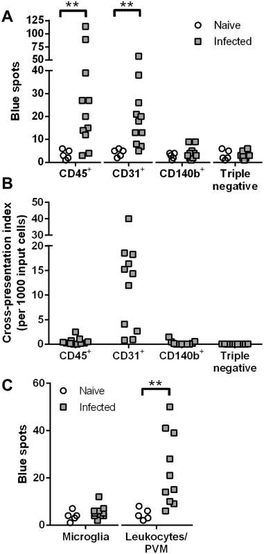 Endothelial cells and leukocytes are the cross-presenting cells in the brain during PbA infection.