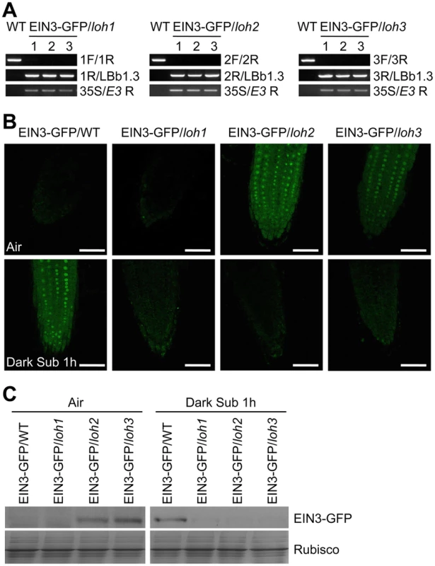Stabilization of EIN3-GFP protein by endogenous ceramides catalyzed by ceramide synthases in the <i>loh</i> mutants.