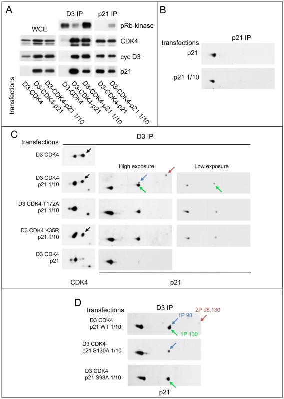 Reciprocal impacts of p21 and cyclin D3-CDK4 on T172 phosphorylation of CDK4 and S130 phosphorylation of p21 in transfected CHO cells.