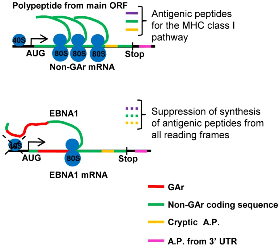 Antigenic peptides (A.P.) can be derived from the main open reading frame as well as cryptic peptides from alternative reading frames (yellow) and from the 3′UTR (pink) <em class="ref">[<b>25</b>]</em>.
