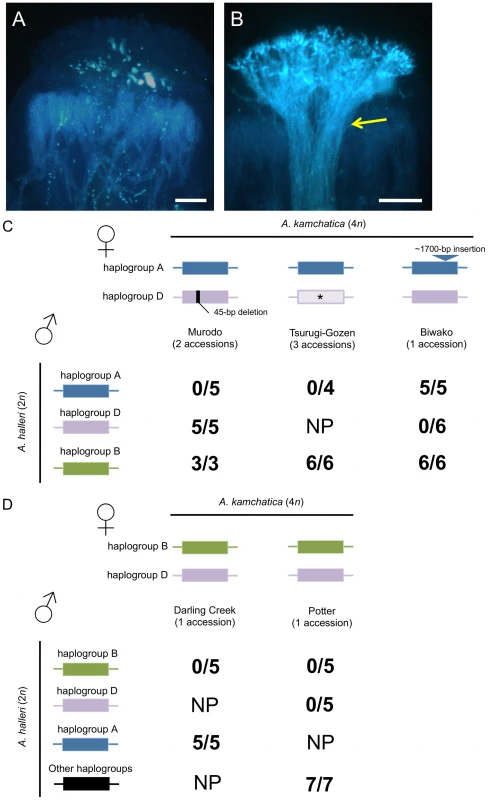 Interspecific crosses between <i>A. halleri</i> and <i>A. kamchatica.</i>