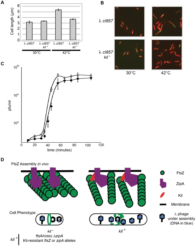 λ lysogen induction inhibits host cell division in a <i>kil</i>-dependent manner.