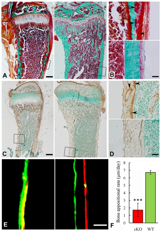 Reduced mineralization level in the <i>Sox2-Cre-Fam20c</i>-cKO mice.