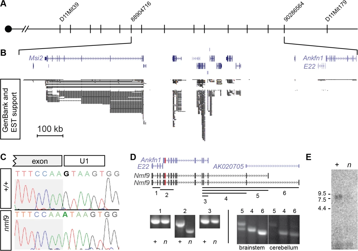 Positional cloning identifies <i>Nmf9</i>.