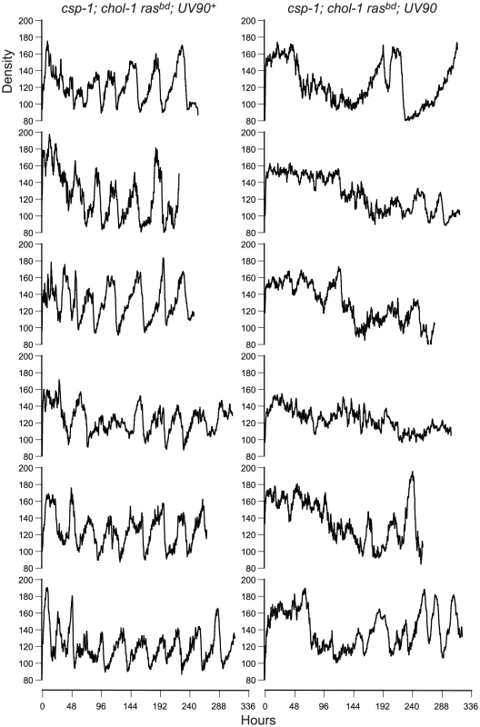 Densitometry of <i>chol-1</i>; <i>frq<sup>+</sup></i> progeny.