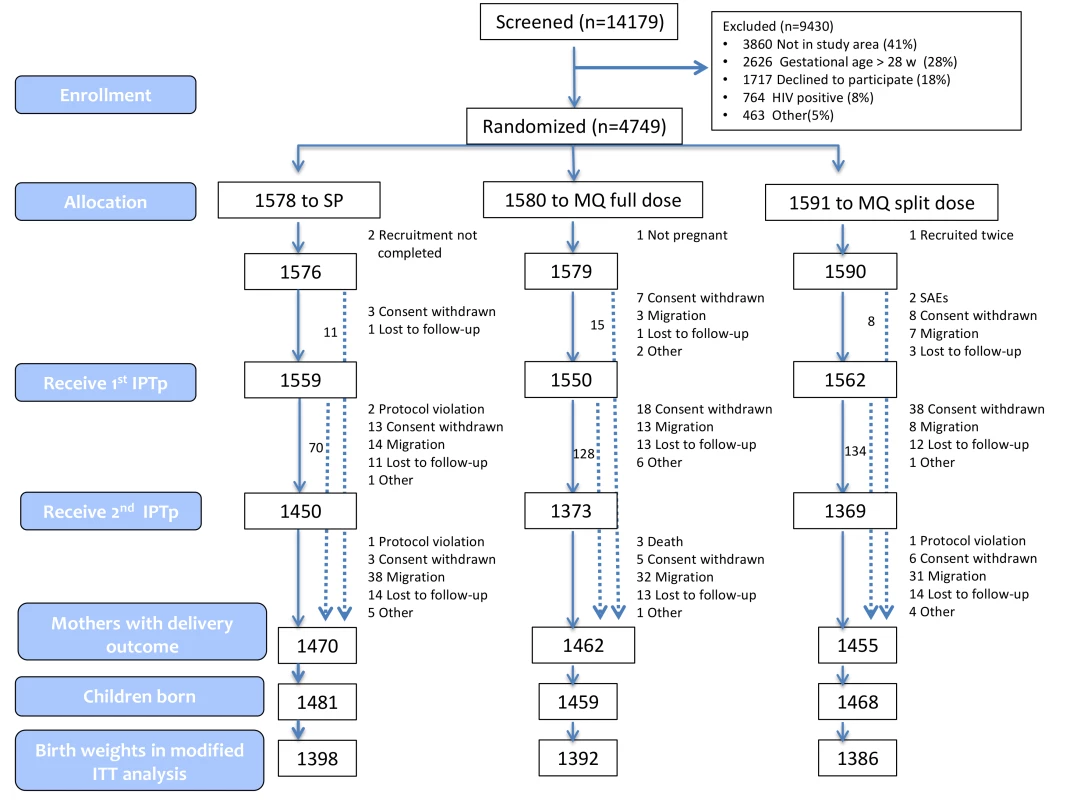 Trial profile (modified ITT cohort).