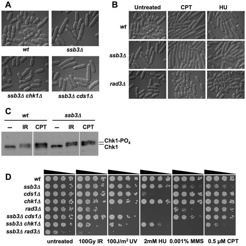 DNA damage checkpoint responses in <i>ssb3Δ</i> cells.