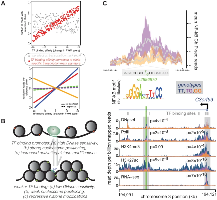A representative example of a QTL in a TF binding site correlated with changes across multiple regulatory mechanisms.