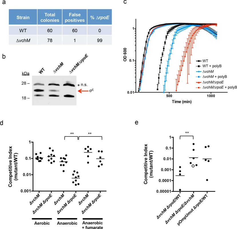 Deletion of <i>vchM</i> suppresses the essentiality of <i>rpoE</i> but <i>∆vchM ∆rpoE</i> mutants show impaired growth under stress conditions.