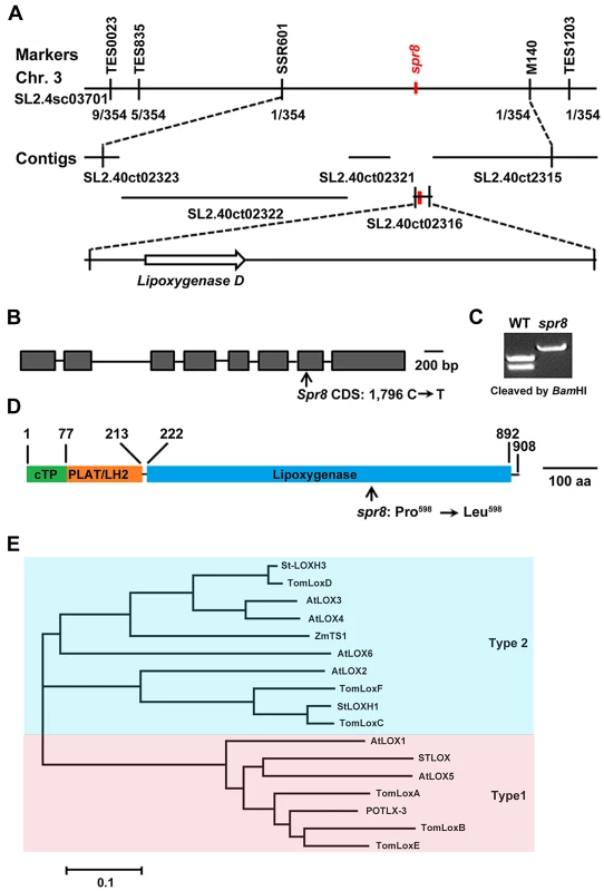Map-based cloning of <i>Spr8</i>.