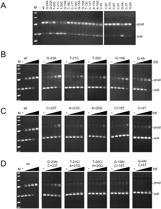 Recombination potential of mutant <i>attP</i> substrates.