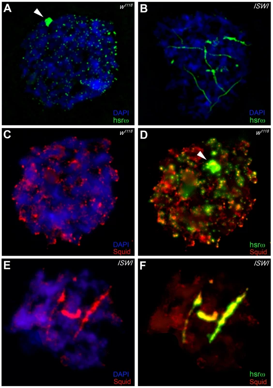 Loss of <i>ISWI</i> causes global defects in organization of omega speckles.