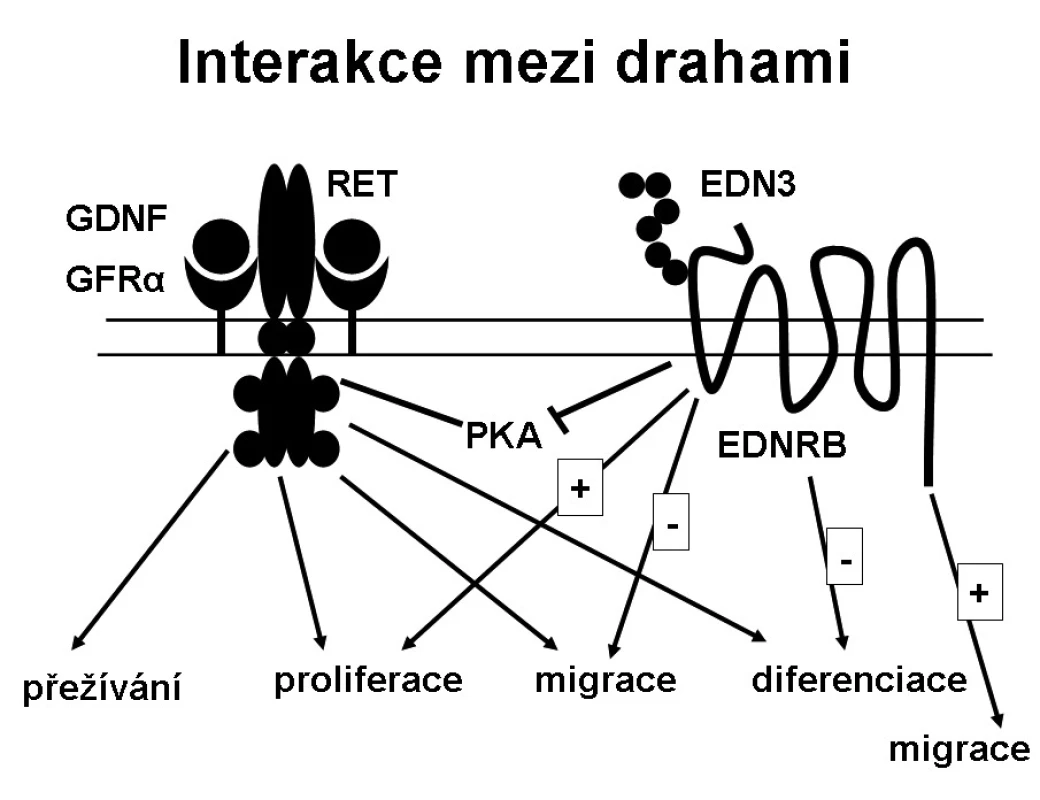 Interakce mezi drahami.