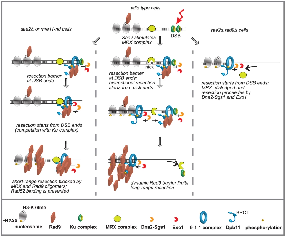 Model to explain the interplay between Mre11 complex and Rad9 at a DSB in G2/M phase.