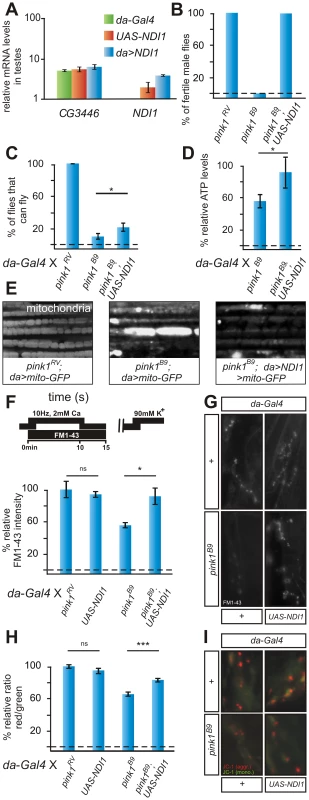 <i>NDI1</i> transgene is expressed and rescues <i>pink1</i> mutant phenotypes.