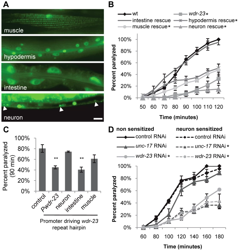 WDR-23 expression pattern and site of action.