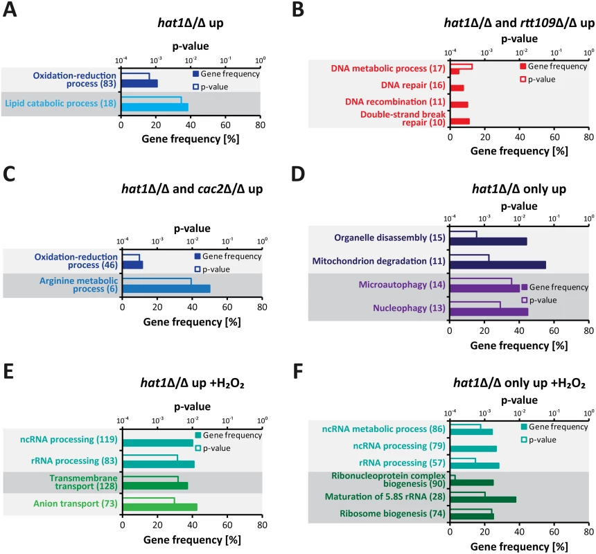 Specific functional gene groups are upregulated in cells lacking Hat1.