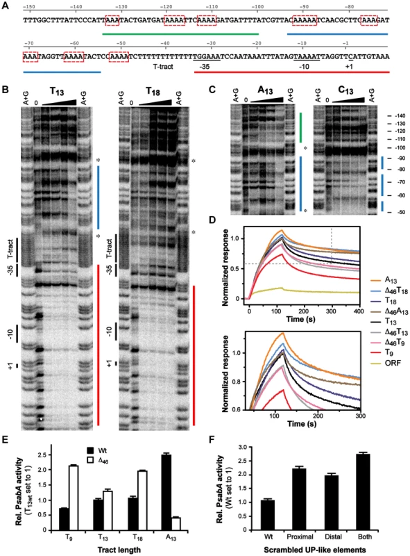 α-subunits of RNAP bind to A-boxes upstream of the T-tract.