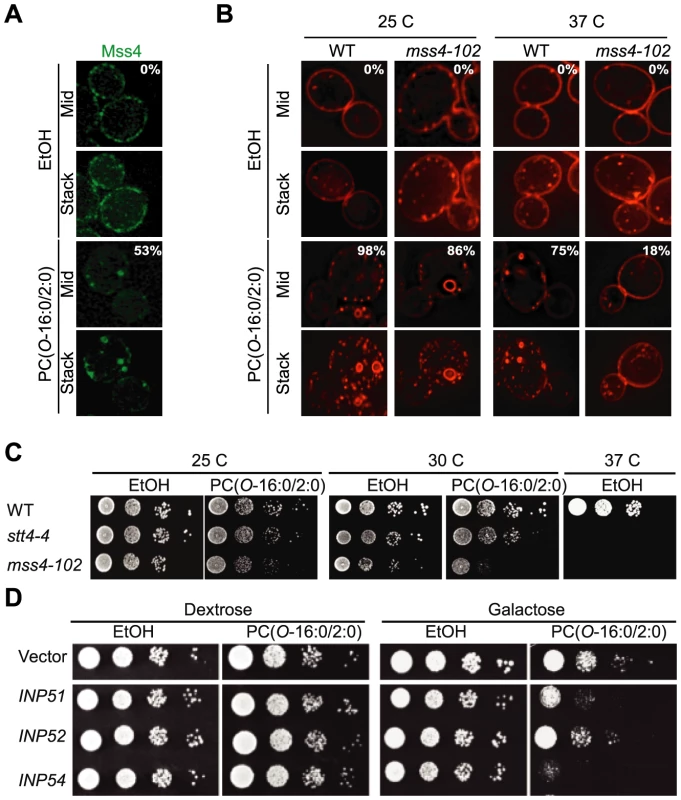 PC(<i>O</i>-16:0/2:0)-induced changes in PtdIns(4,5)P<sub>2</sub> metabolism.
