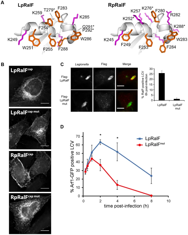 The aromatic cluster determines the capping domain localization to specific intracellular membranes. A. The aromatic clusters of LpRalF (left) and RpRalF (right) have a different ratio of aromatic (orange) and positively charged (magenta) residues.