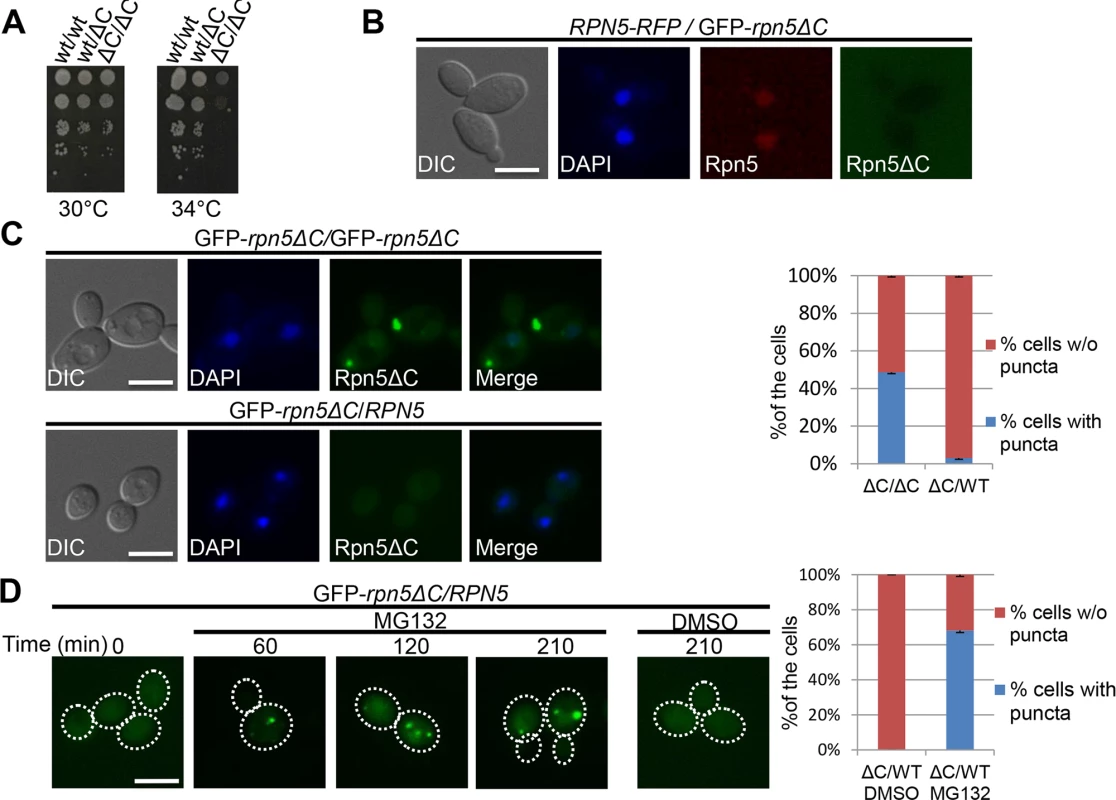 (A) Complementation of <i>rpn5ΔC</i> by the wt copy of <i>RPN5</i>. 10-fold serial dilutions of diploid strains that are homozygote (ΔC/ΔC, YSB906), or heterozygote (wt/ΔC, YSB908) for the temperature sensitive allele of <i>RPN5</i> (<i>rpn5</i>Δ<i>C</i>).