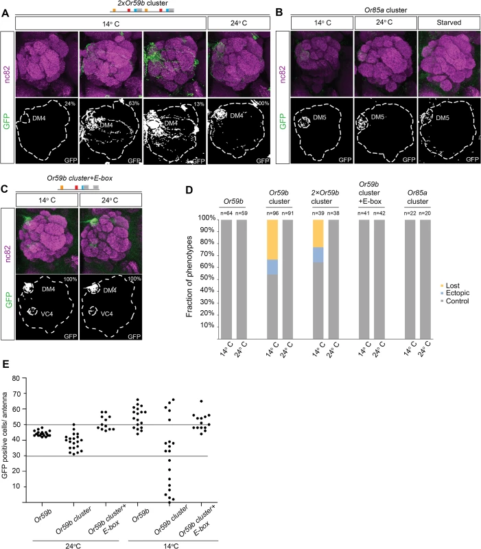 Cooperative regulation between the cluster and surrounding motifs produces robust class-specific expression.