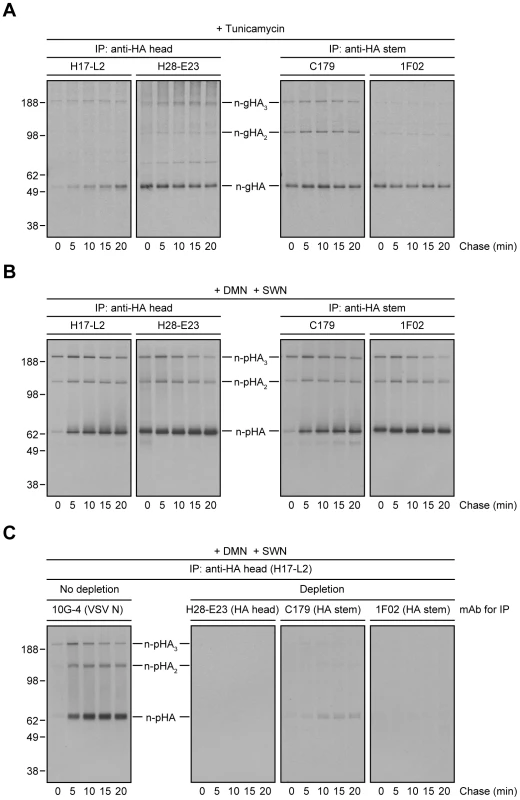 Inhibition of <i>N</i>-linked glycosylation or <i>N</i>-linked oligosaccharide processing restores proper StRAb binding to HA.