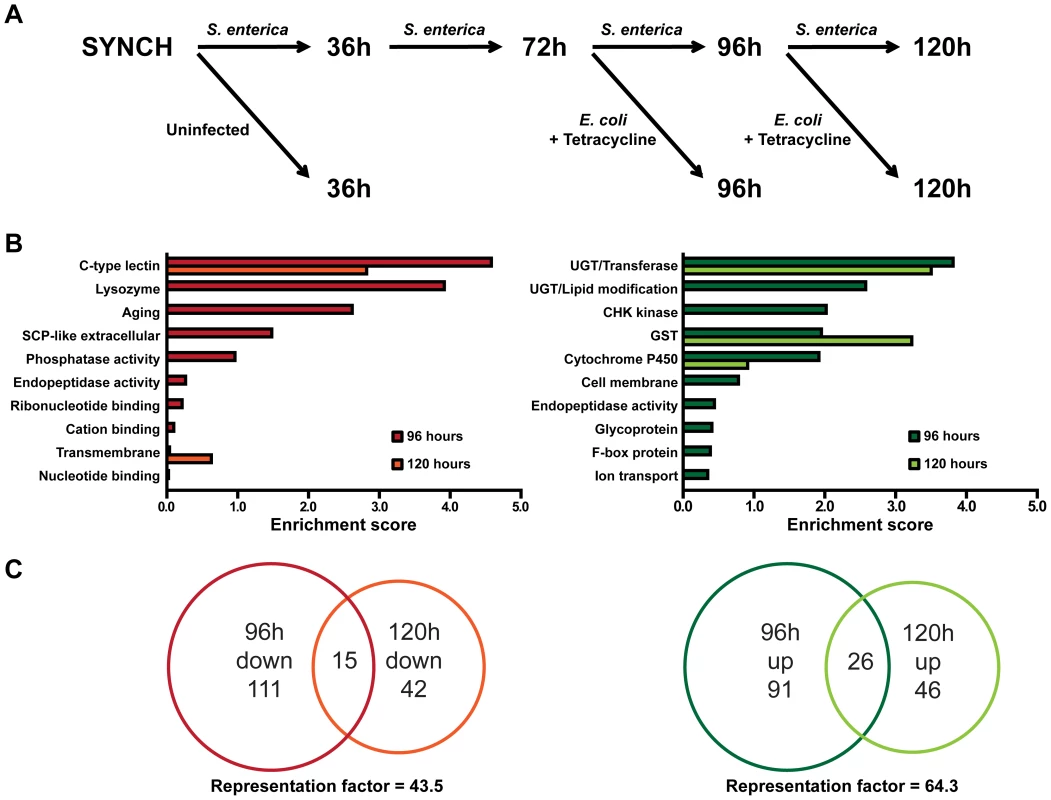 Whole genome expression analysis reveals down-regulated immune response genes and up-regulated detoxification genes during resolution of acute <i>S. enterica</i> infection.