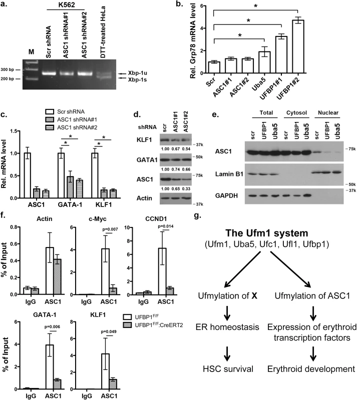 Knockdown of ASC1 down-regulates expression of erythroid transcription factors but does not activate the UPR.