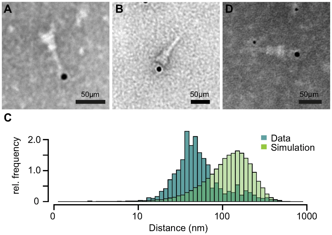 Immuno-electron microscopy of NCs and IpaB-Knot.