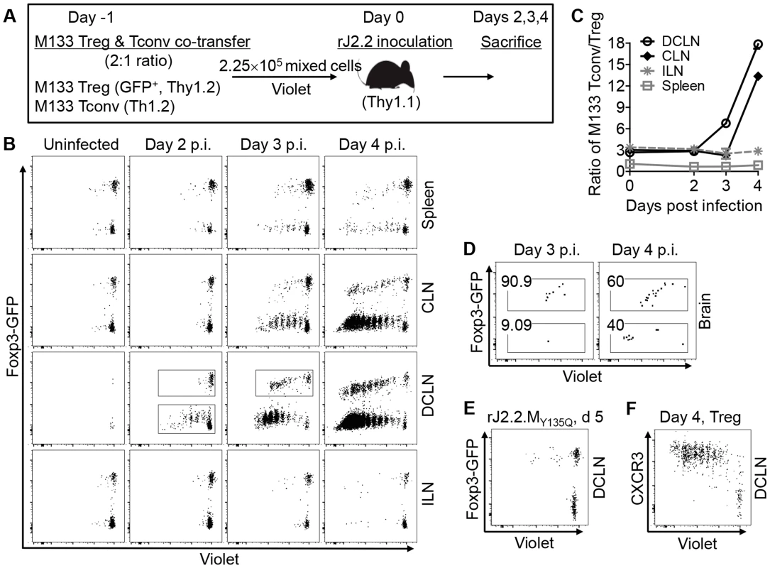 Initial proliferation of M133 Tregs in the DCLN is delayed compared to M133 Tconv.