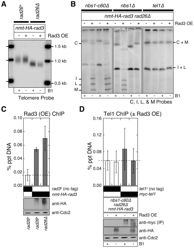 Over-expression of Rad3<sup>ATR</sup> can bypass the Rad3<sup>ATR</sup> recruitment function provided by Rad26<sup>ATRIP</sup> and Nbs1.