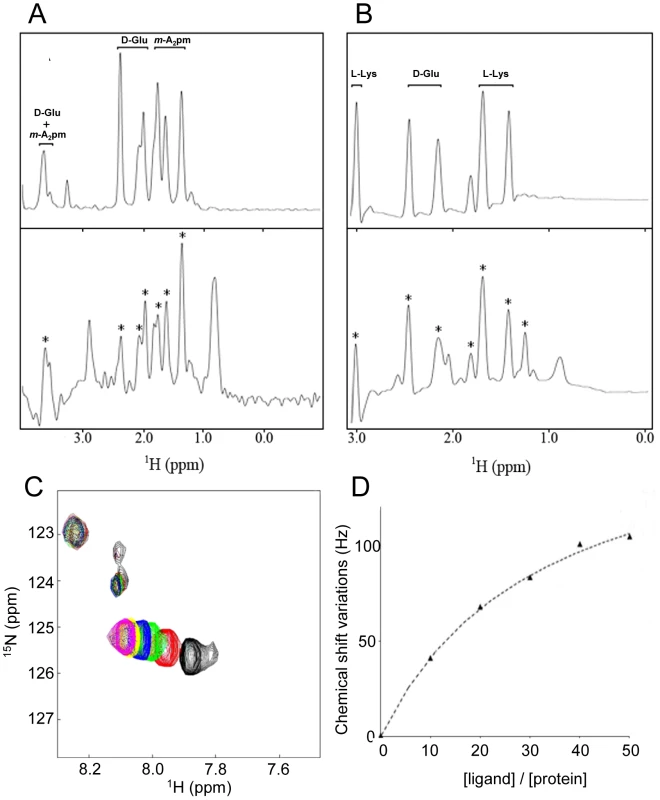 Characterization of the direct interaction between BlaI/MecI repressors and the dipeptide ligands using STD methods and chemical shift mapping by NMR.